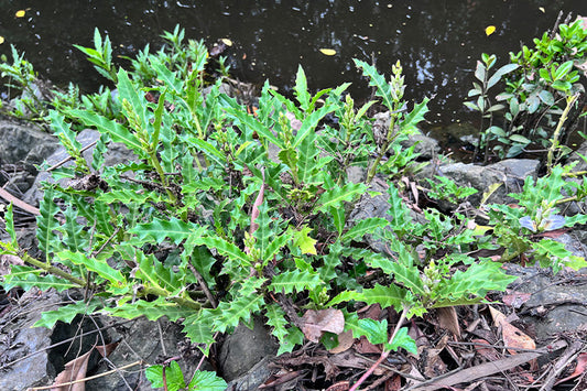 1 of Acanthus Ilicifolius (Sea Holly) - Thrive in challenging mangrove